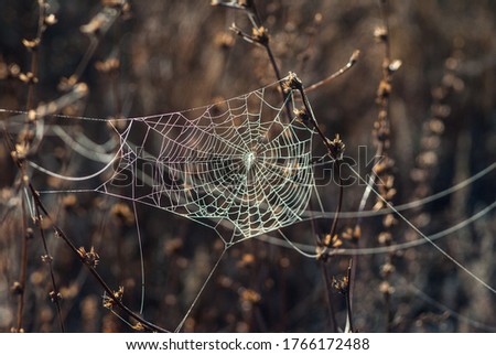 Similar – Image, Stock Photo Lavender BLUE Nature