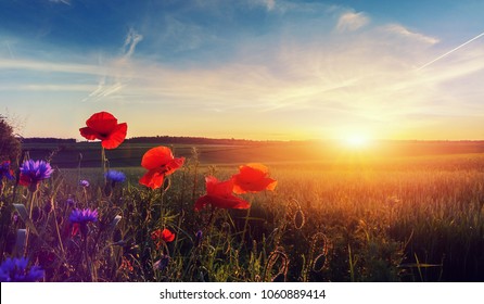 Wonderful landscape during sunrise. Blooming red poppies on field against the sun, blue sky. Wild flowers in springtime. Beautiful natural landscape in the summertime. Amazing nature Sunny scene. 