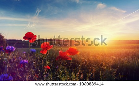 Wonderful landscape during sunrise. Blooming red poppies on field against the sun, blue sky. Wild flowers in springtime. Beautiful natural landscape in the summertime. Amazing nature Sunny scene. 