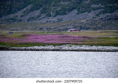 Wonderful landscapes in Norway. Blooming colorful lupine flowers in Norway in the wild grass. Mountain and a red house in the background. Summer cloudy day. Selective focus