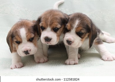 a wonderful little puppy dog beagle