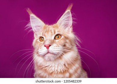 Wonderful Maine Coon Kitten On Pink Background Wonderful Maine Coon Kitten On Pink Background