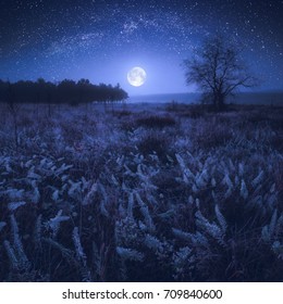 Bilder Stockfotos Und Vektorgrafiken Moonlight Garden Shutterstock