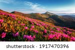 Wonderful morning alpine scenery Beautiful view on purple flowers rhododendron on summer highlands, Landscape of wild area, Amazing nature scenery. Carpathian mountains. small depth of field