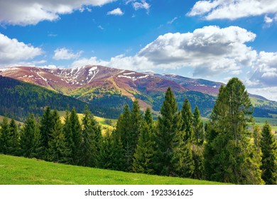 wonderful mountain scenery in spring. beautiful view with alpine valley in the background. spruce forest on the hillside meadow. fluffy clouds on a blue sky above the distant ridge