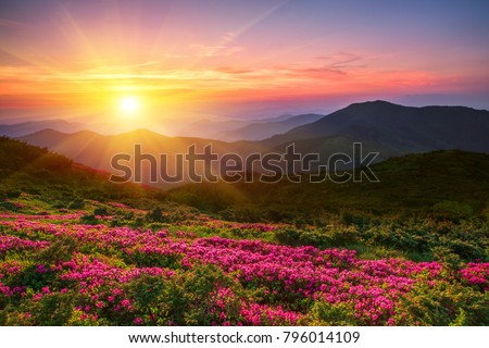  wonderful mountains Ukrainian sunrise  landscape with blooming rhododendron flowers, summer sunrise scenery, colorful summer scene, travel, Ukraine, Europe,  beauty world
