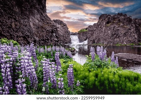 Wonderful nature of Iceland. Icelandic violet blooming flowers (Lupins) in scenic view with mountains, waterfall and colorful sky on background. typical image of Iceland