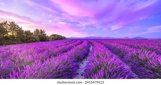 Wonderful nature landscape, amazing sunset scenery with blooming lavender flowers. Moody sky, pastel colors on bright landscape view. Floral panoramic meadow nature in lines with trees and horizon - Powered by Shutterstock