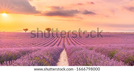 Wonderful nature landscape, amazing sunset scenery with blooming lavender flowers. Moody sky, pastel colors on bright landscape view. Floral panoramic meadow nature in lines with trees and horizon