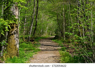 Wonderful Nature In A Swedish National Park 