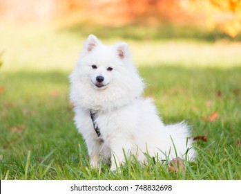 Japanese Spitz Dog High Res Stock Images Shutterstock