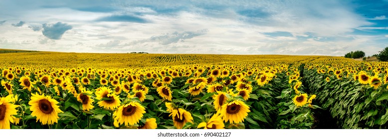 Wonderful panoramic view field of sunflowers by summertime. - Shutterstock ID 690402127