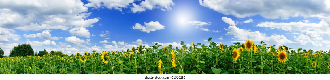 Wonderful  panoramic view  field of sunflowers by summertime.