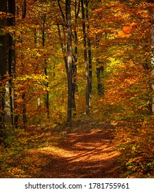 Wonderful Pathway in the forest at autumn