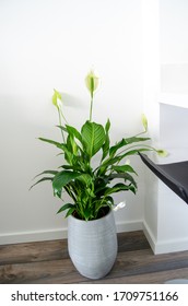 Wonderful Peace Lilies Spathiphyllum At Home. Clean White Background Interior