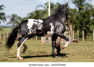 2,492 Piebald horse Images, Stock Photos & Vectors | Shutterstock