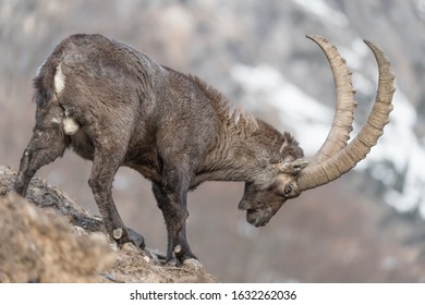 Ibex Climbing 图片 库存照片和矢量图 Shutterstock