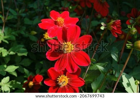 A wonderful red flower in a garden. Some red dahlia. Red autumn flowers.