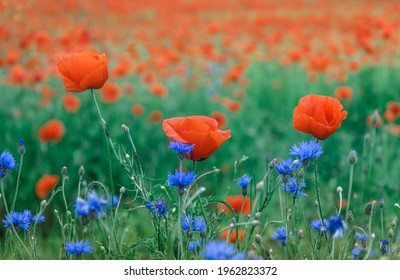 Wonderful rural landscape. ?olor contrast between red poppy flowers, blue cornflowers and green field. small depth of field. Opium poppy. Natural drugs. Glade of red poppies. Soft focus - Shutterstock ID 1962823372