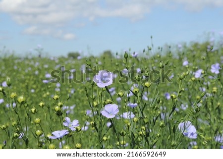 a wonderful rural landscape of a green flax field with little blue flowers in front closeup and a blue sky in the dutch countryside in springtime
