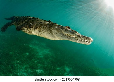 Un maravilloso cocodrilo de agua salada a fondo en los rayos penetrantes del sol en presencia de un pequeño plancton de cerca
