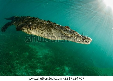 A wonderful saltwater crocodile at depth in the piercing rays of the sun in the presence of small plankton close-up