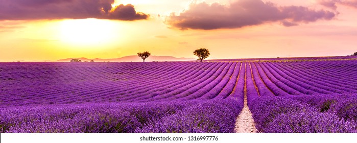 Wonderful scenery, amazing summer landscape of blooming lavender flowers, peaceful sunset view, agriculture scenic. Beautiful nature background, inspirational concept