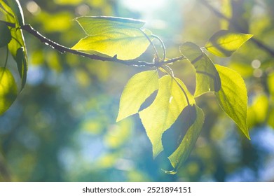 A wonderful sight in early spring when the poplar catkins bloom. The popular trees are known for their fast growth and tall stature. Earrings are a sign of new life and the change of seasons. - Powered by Shutterstock