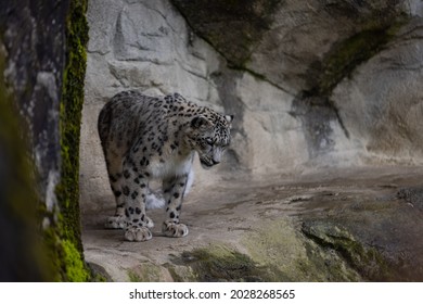 Leopard Standing On Rock Images Stock Photos Vectors Shutterstock