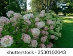 The wonderful soft shades of hydrangea flowers from white and pink to green tones in a shady park environment, the urban greenery landscape design.