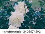 Wonderful soft white-yellowish blooming roses. 