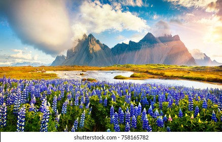 Similar Images, Stock Photos & Vectors of Blooming lupine flowers on ...