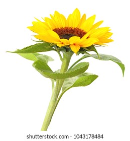 Wonderful Sunflower (Helianthus annuus, Asteraceae)  isolated on white background, inclusive clipping path. Germany