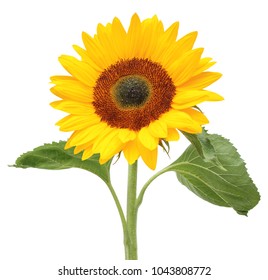Wonderful Sunflower (Helianthus annuus, Asteraceae) isolated on white background. Germany