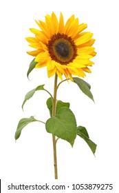 Wonderful Sunflower (Helianthus annuus, Asteraceae) isolated on white background. - Shutterstock ID 1053879275