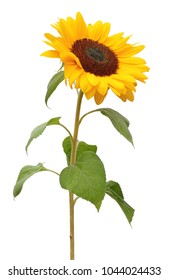 Wonderful sunny Sunflower (Helianthus annuus, Asteraceae)  isolated on white background. Germany