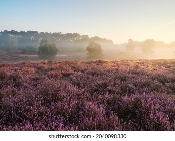 A Wonderful Sunrise On The Misty Moor. Westruper Heide Nature Reserve In The German Town Of Haltern Am See. Landscape Photography.