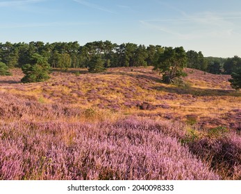 A Wonderful Sunrise On The Misty Moor. Westruper Heide Nature Reserve In The German Town Of Haltern Am See. Landscape Photography.