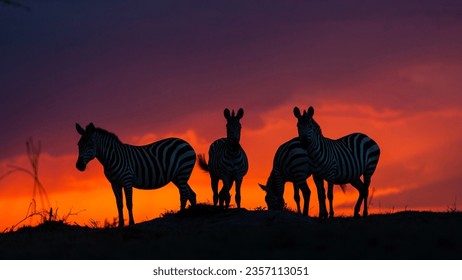 Wonderful sunset with 4 zebras
