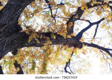 Wonderful tree trunk texture in the fall