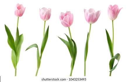 Wonderful Tulips (Lily family, Liliaceae) isolated on white background, including clipping path. Germany - Shutterstock ID 1043253493