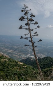 Wonderful View From Montserrat Monastery In Spain With Its Beautiful Landscapes And A Succulent Plant On The Foreground 