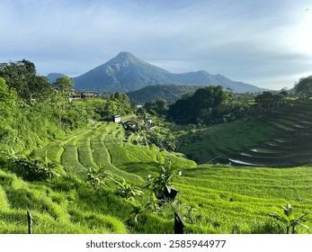 Wonderful view of Selotapak Ricefield, located at Trawas Mojokerto East Java Indonesia