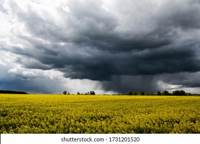 Wonderful view of yellow rapeseed field with grey black clouds of a storm coming on background