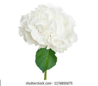 Wonderful White Hydrangea Isolated On A White Background