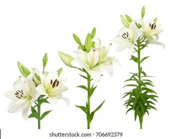 Wonderful White Lilies Isolated On A White Background