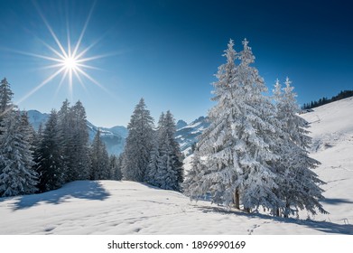 Wonderful White, Snow Covered Fir Tree In Winter In The Bernese Alps With Sun Star