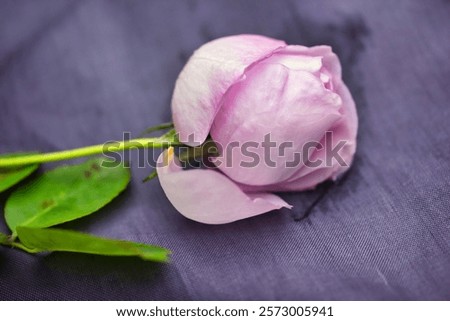 Similar – Image, Stock Photo Withering pink rose blossom in front of a white wall