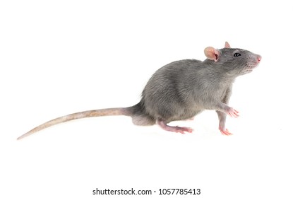 493 Front Facing Rat Images, Stock Photos & Vectors | Shutterstock