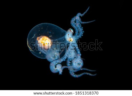Wonderpus Octopus Blackwater Diving Underwater Photo